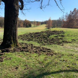 Rooting damage from feral hogs at a golf course in Viburnum, Missouri. (Photo courtesy of Kevin Crider.)