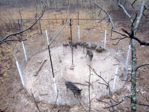 Traps like this one can catch an entire sounder of hogs all at once. (Photo courtesy of the Missouri Department of Conservation.)