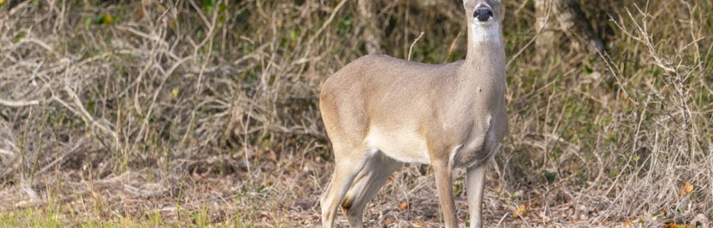White-tailed deer and other wildlife were not adversely affected by the drought as the spring rains provided food and cover through the summer. (Photo by Michael Miller, Texas A&M AgriLife.)