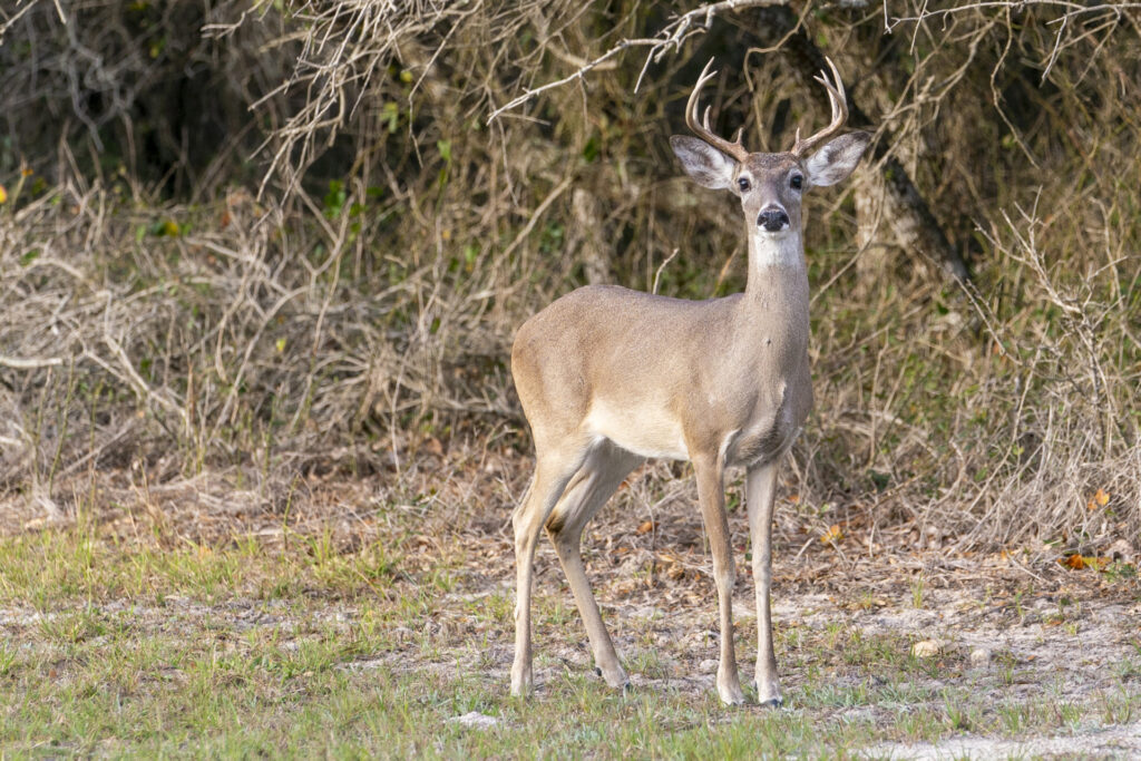 White-tailed deer and other wildlife were not adversely affected by the drought as the spring rains provided food and cover through the summer. (Photo by Michael Miller, Texas A&M AgriLife.)