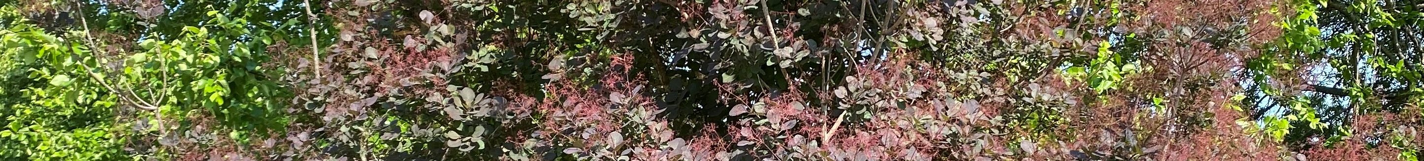 A specimen of common smoketree with its smoky panicles. (Photo courtesy of Michele Warmund.)