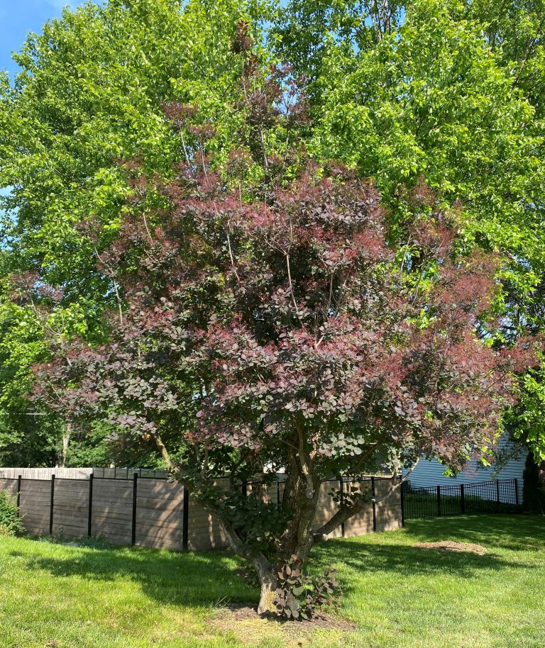 A specimen of common smoketree with its smoky panicles. (Photo courtesy of Michele Warmund.)