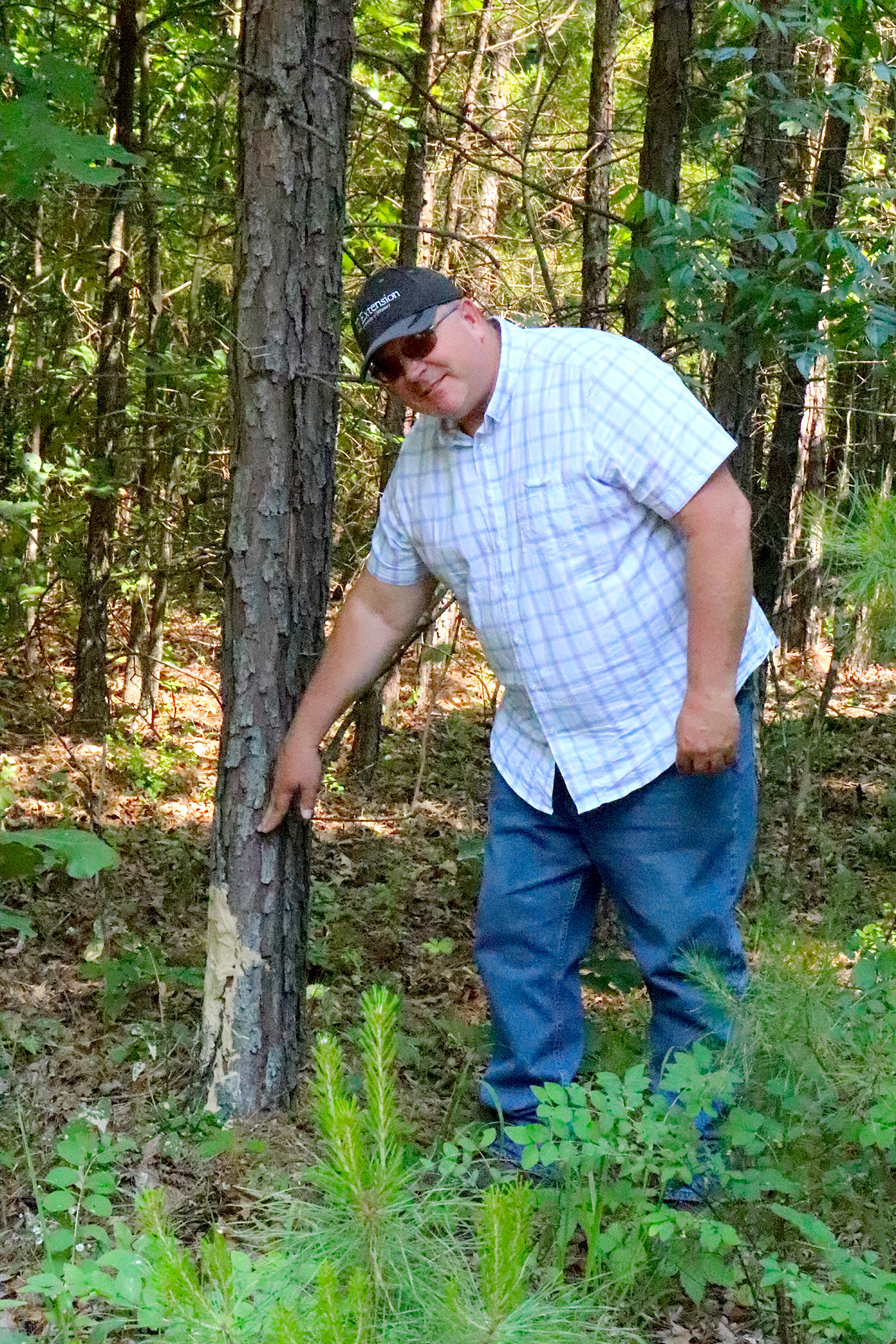 MU Extension feral hog outreach educator Kevin Crider points out where feral hogs have damaged trees. Hogs rub their bristly bodies on trees after wallowing in waterways. (Photo by Linda Geist.)