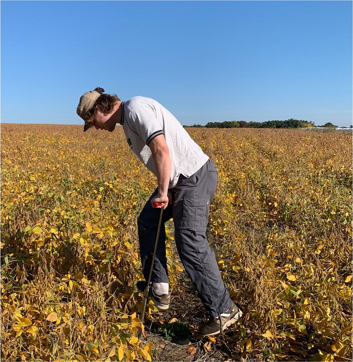 University of Missouri undergraduate Sam East sampling a Missouri soybean field. (MU Extension photo.)