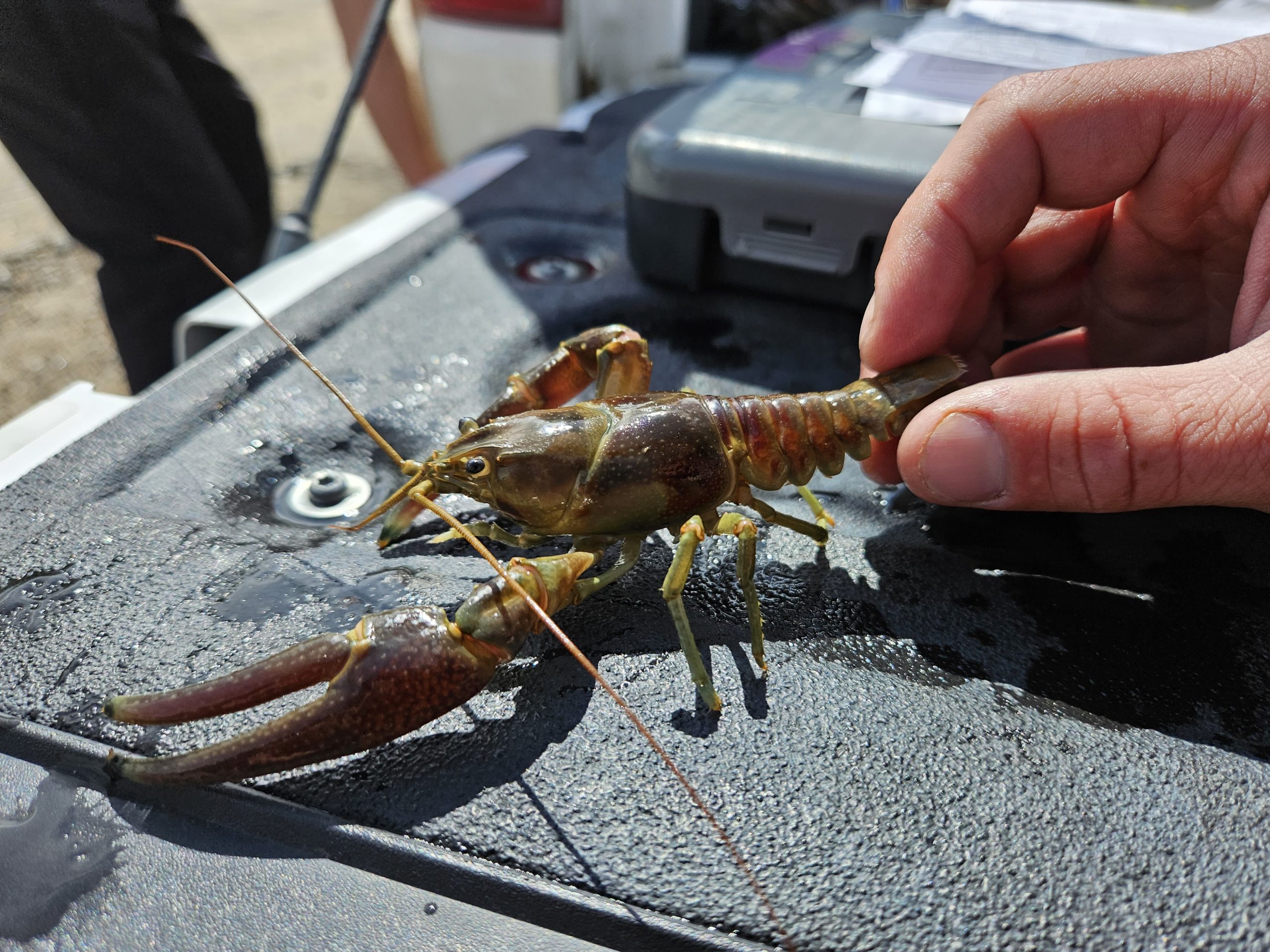 Rusty crayfish. (Photo courtesy of Colorado Parks and Wildlife.)