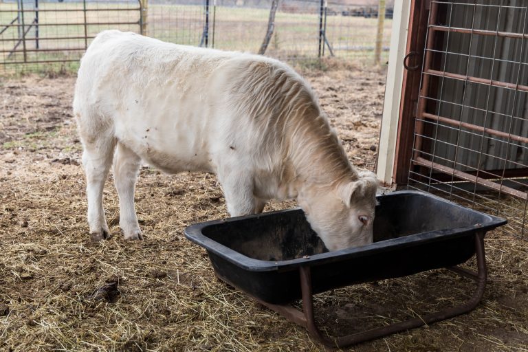 (Photo courtesy of Kansas State University Research and Extension.)