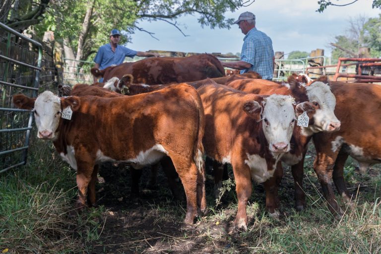 Fall weaning is the time when some producers make keep or cull decisions for the herd. (Photo courtesy of Kansas State University Research and Extension.)