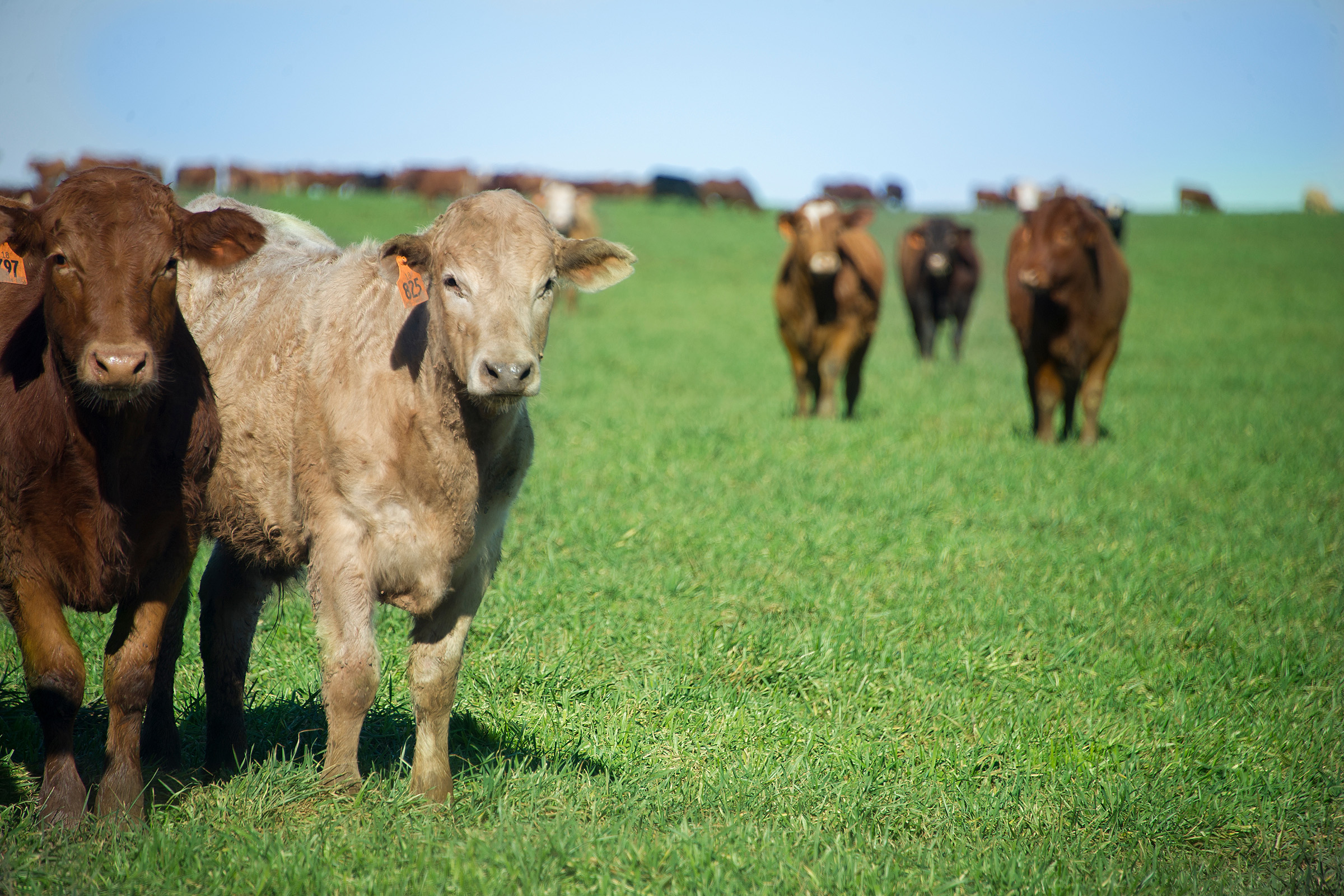 The all-inclusive conference is designed for cattlewomen and will cover a wide range of beef production and management topics. (Photo by Todd Johnson, OSU Agriculture.)