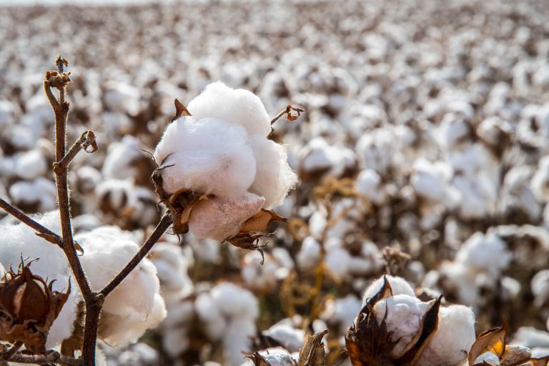 (Photo by OSU Agriculture.)