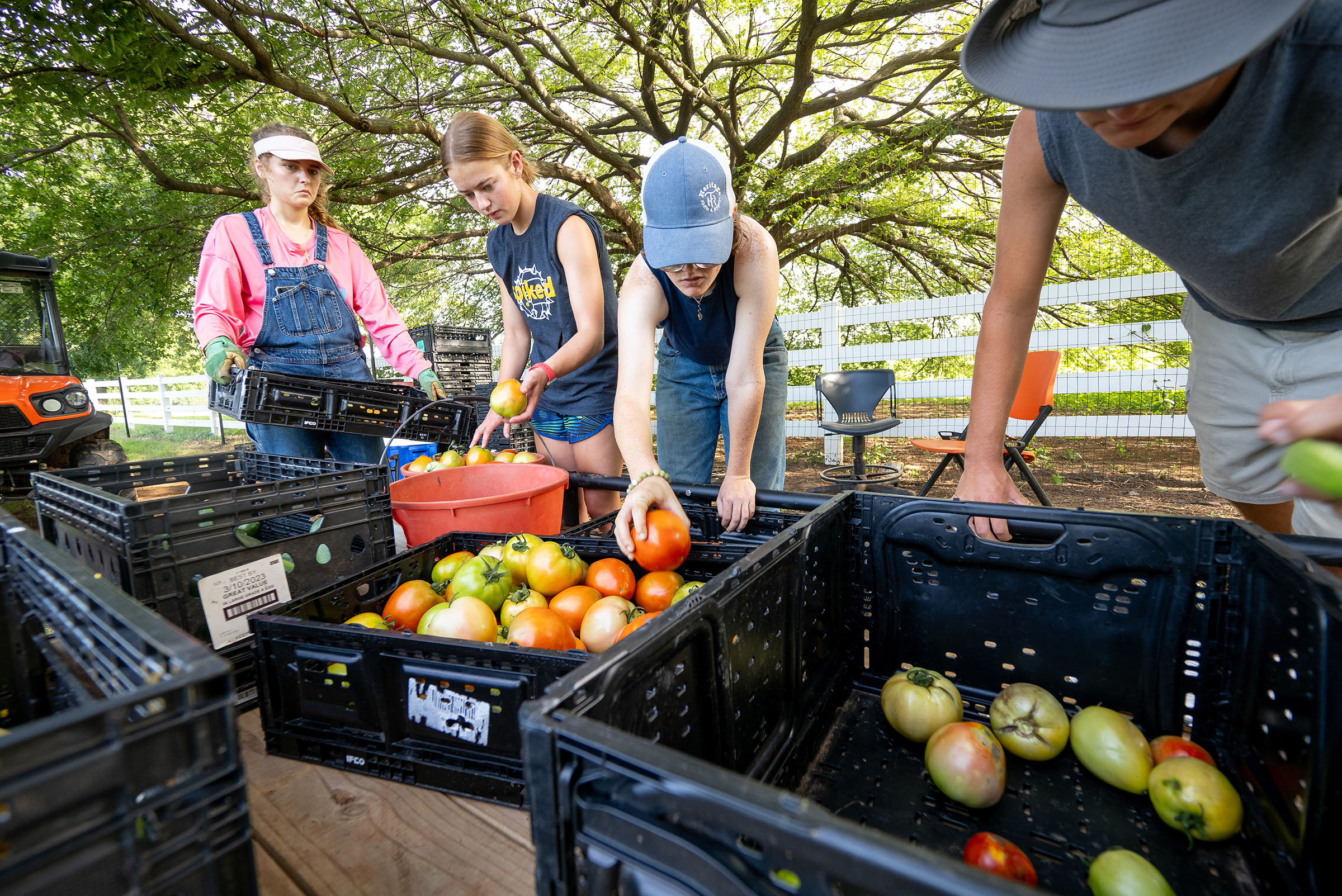 The new OSU Student Farm is helping address food insecurity in Payne County while also providing educational opportunities to students. (Photo by Mitchell Alcala, OSU Agriculture.)