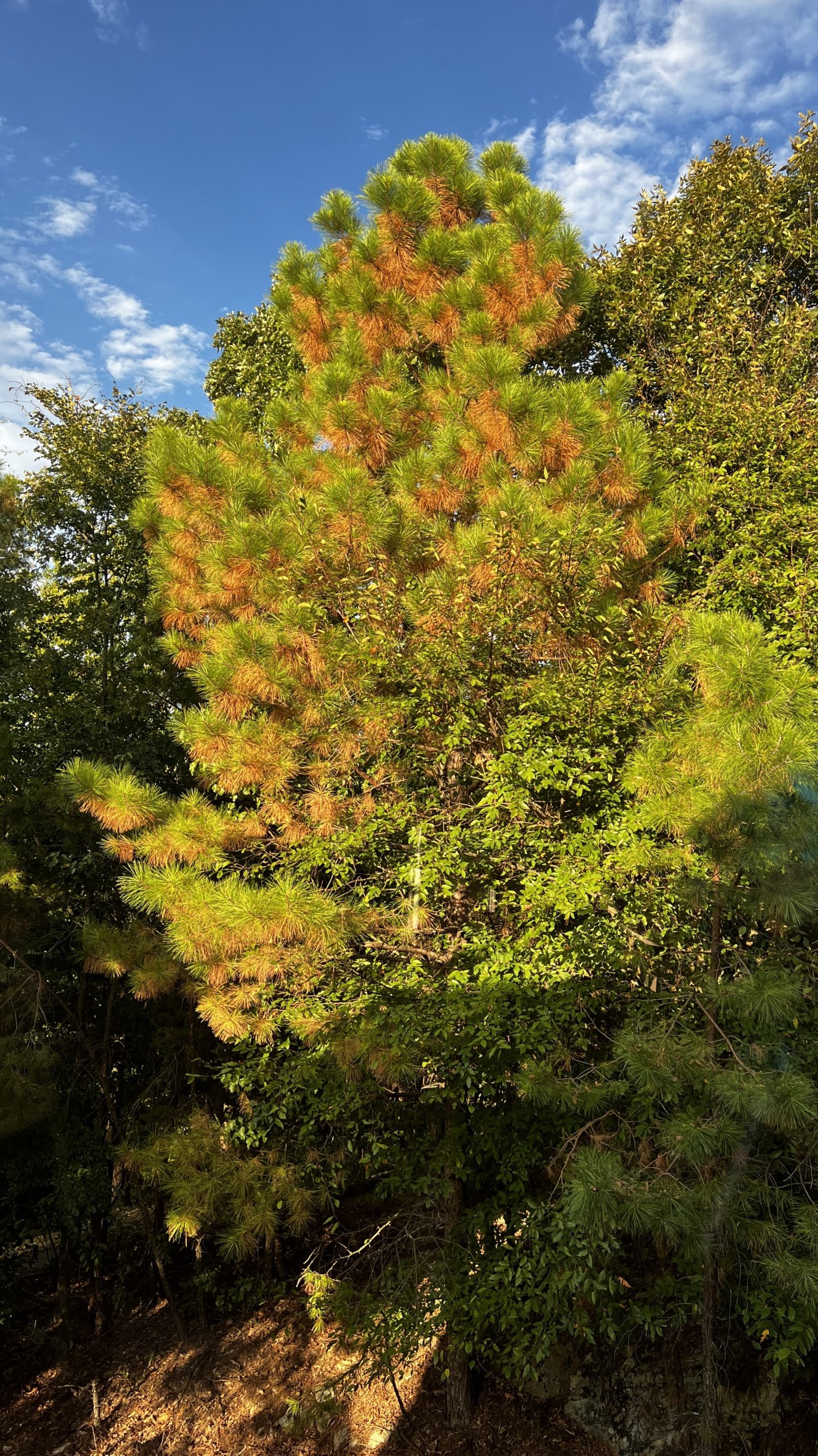 Just like other trees, pine trees experience leaf drop in the fall. (U of A System Division of Agriculture photo.)