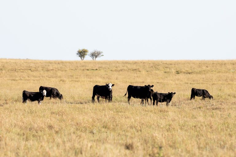 Cattle in a pasture (Photo courtesy of Kansas State University Research and Extension.)