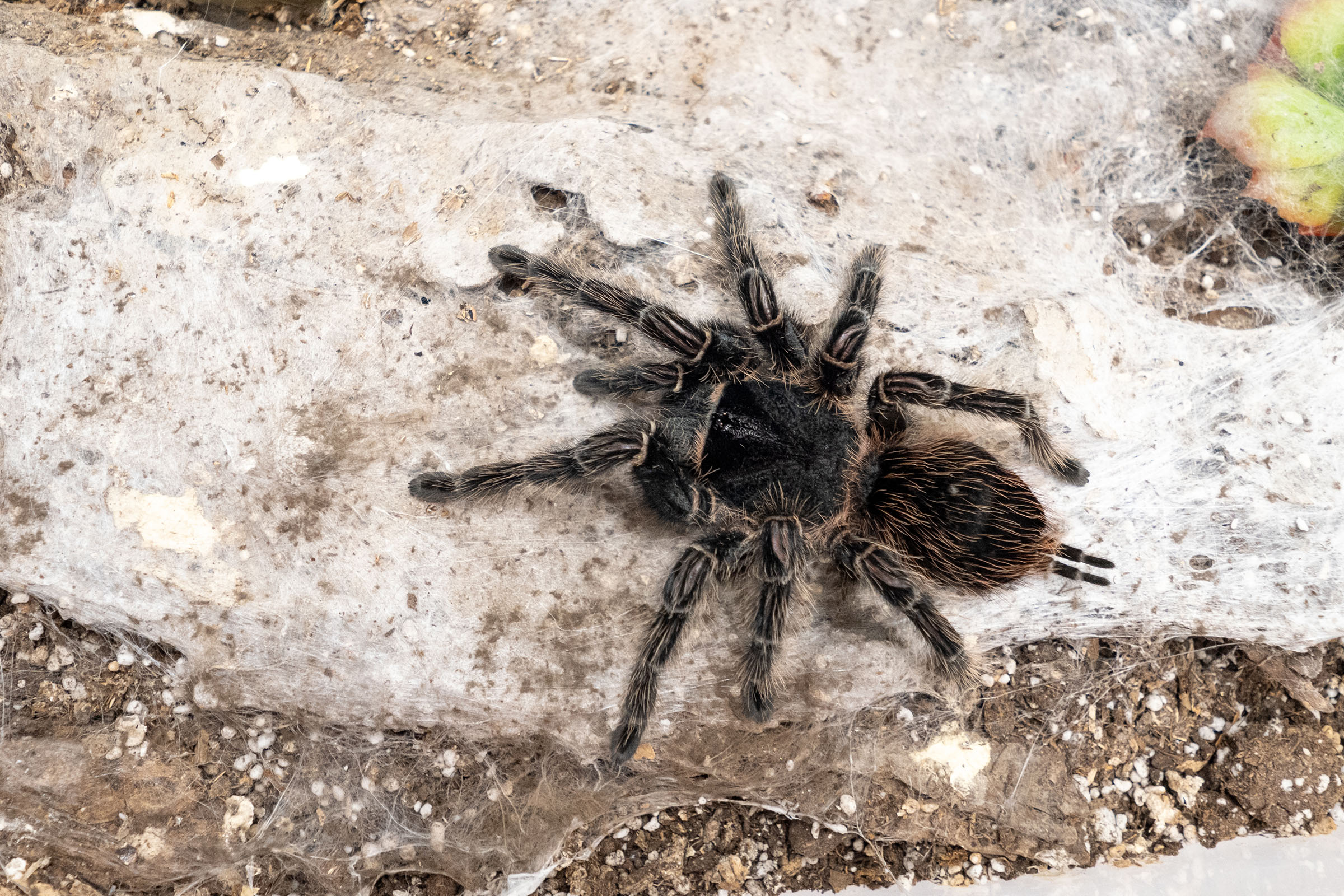 Male tarantulas make themselves known this time of year as they seek a female tarantula during mating season. (Photo by Mitchell Alcala, OSU Agriculture.)