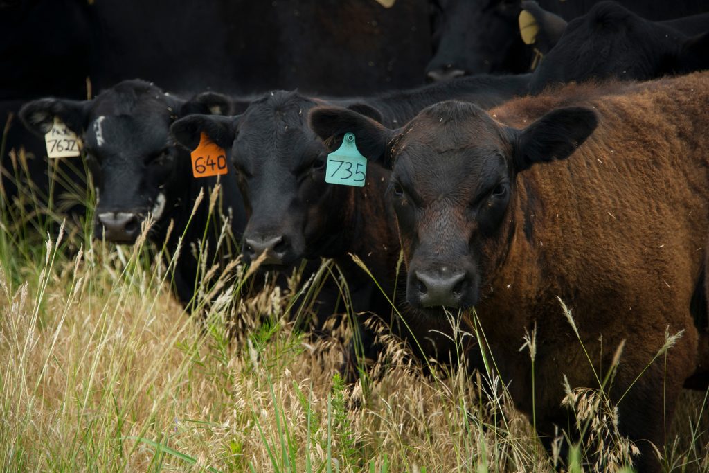 (Photo by Todd Johnson, OSU Agriculture.)