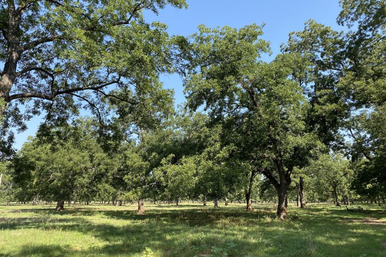 OSU Ag Communications and MarketingFollow OSU Native Pecan Field Day 2023 The annual pecan field day will cover topics such as establishing a native grove, the effects of prolonged drought stress and wildlife depredation. (Photo by OSU Pecan Management.)