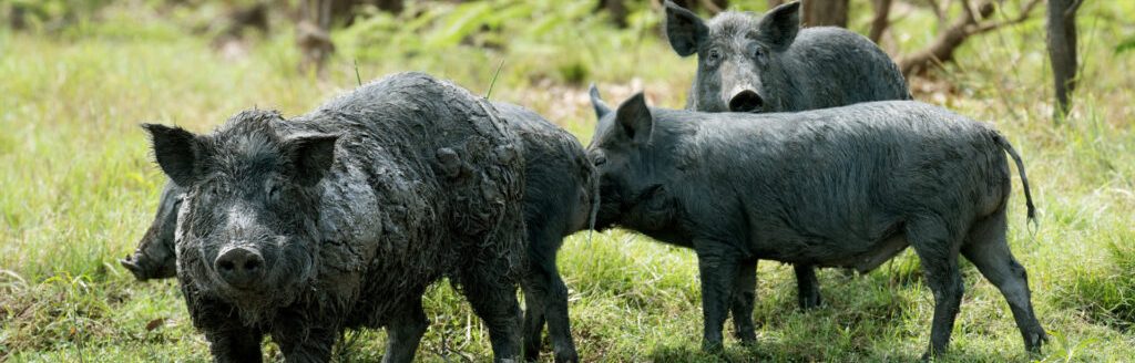 Feral hogs cause millions of dollars in agricultural and property damages each year and negatively impact Texas ecosystems, including native plant and animal species. (Stock photo.)