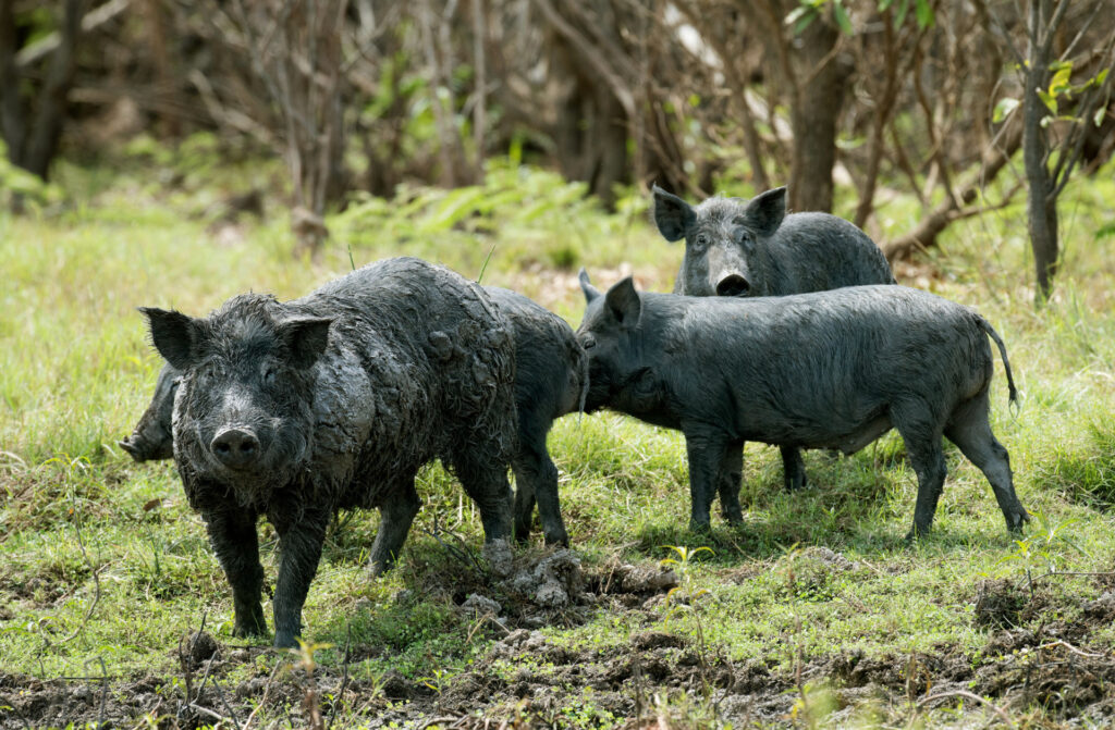 Feral hogs cause millions of dollars in agricultural and property damages each year and negatively impact Texas ecosystems, including native plant and animal species. (Stock photo.)