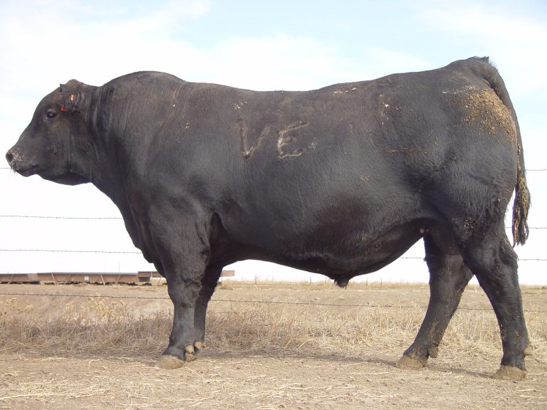 Schurrtop Angus and Charolais in southwest Nebraska uses both breeds to build success with customers. (Photos courtesy of Schurrtop Angus and Charolais.)