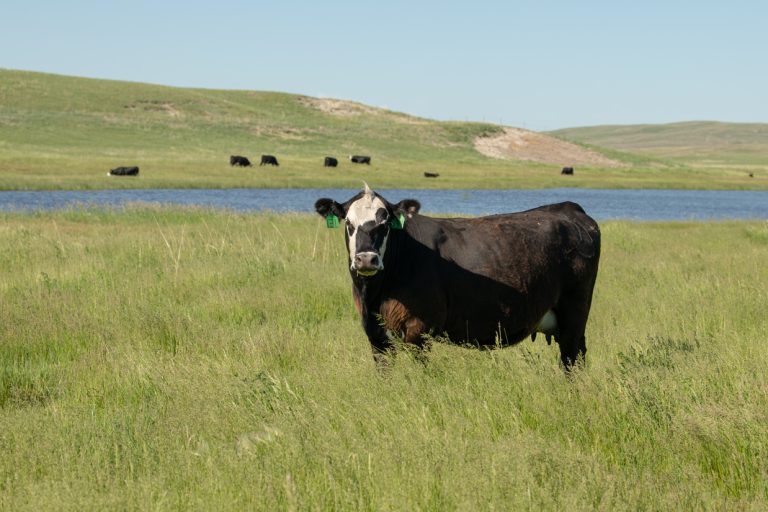 One of the possibilities current market conditions present is the opportunity for cow-calf producers to capitalize on increasing cow value. (Photo by Troy Walz.)