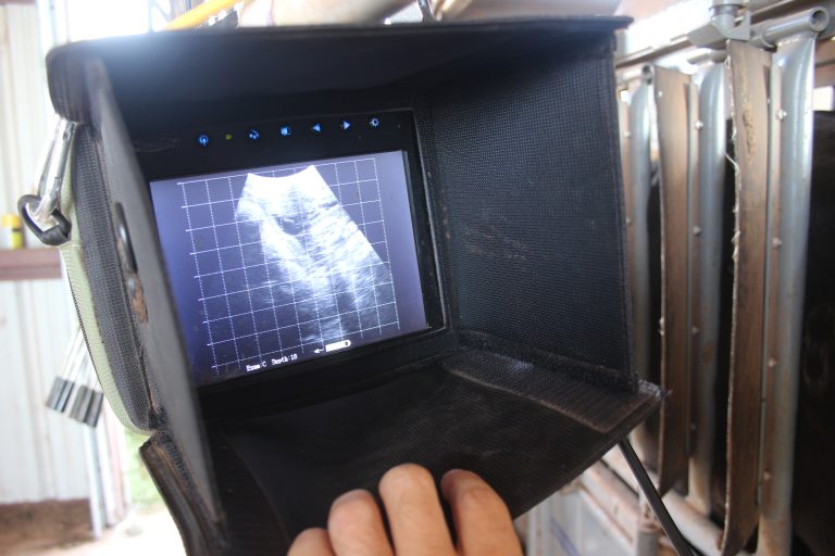 The moment a heifer is born, her DNA can be tested to show her future performance and profitability. (Journal photo by Lacey Vilhauer.)
