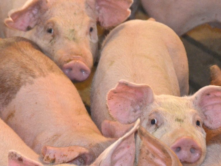 Hogs (Journal photo by Jennifer Carrico)