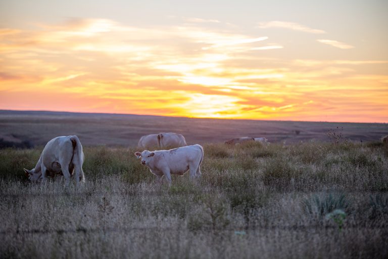 (Journal photo by Kylene Scott.)