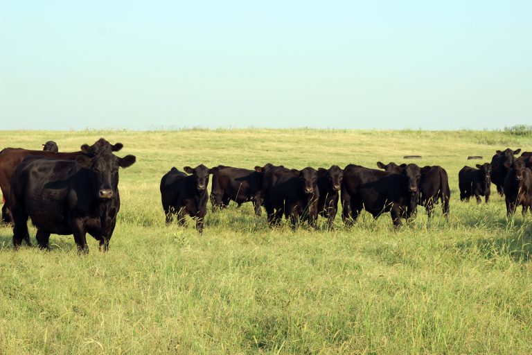 The FDA recently released new guidelines for administering growth promoting hormones for reimplantation. (Journal photo by Lacey Vilhauer.)