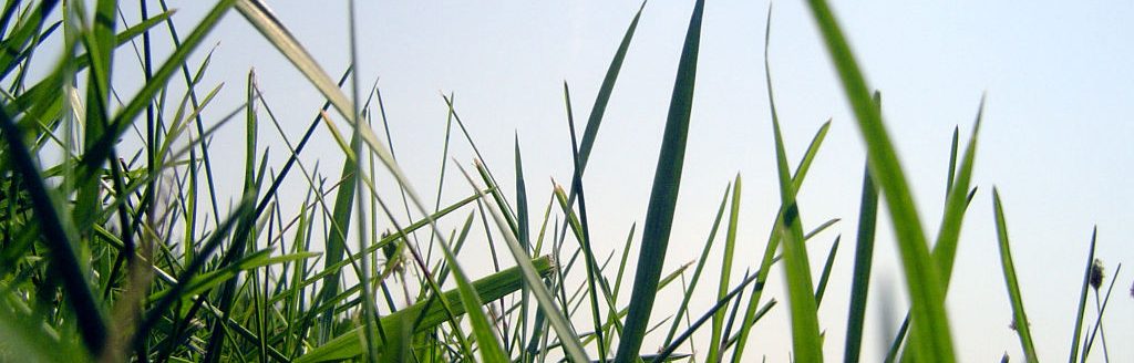 Lawn (Journal stock photo)