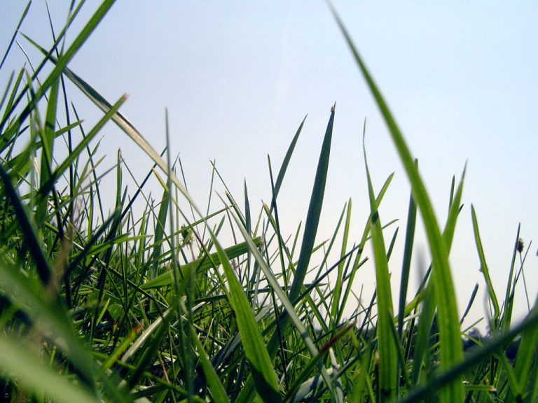 Lawn (Journal stock photo)
