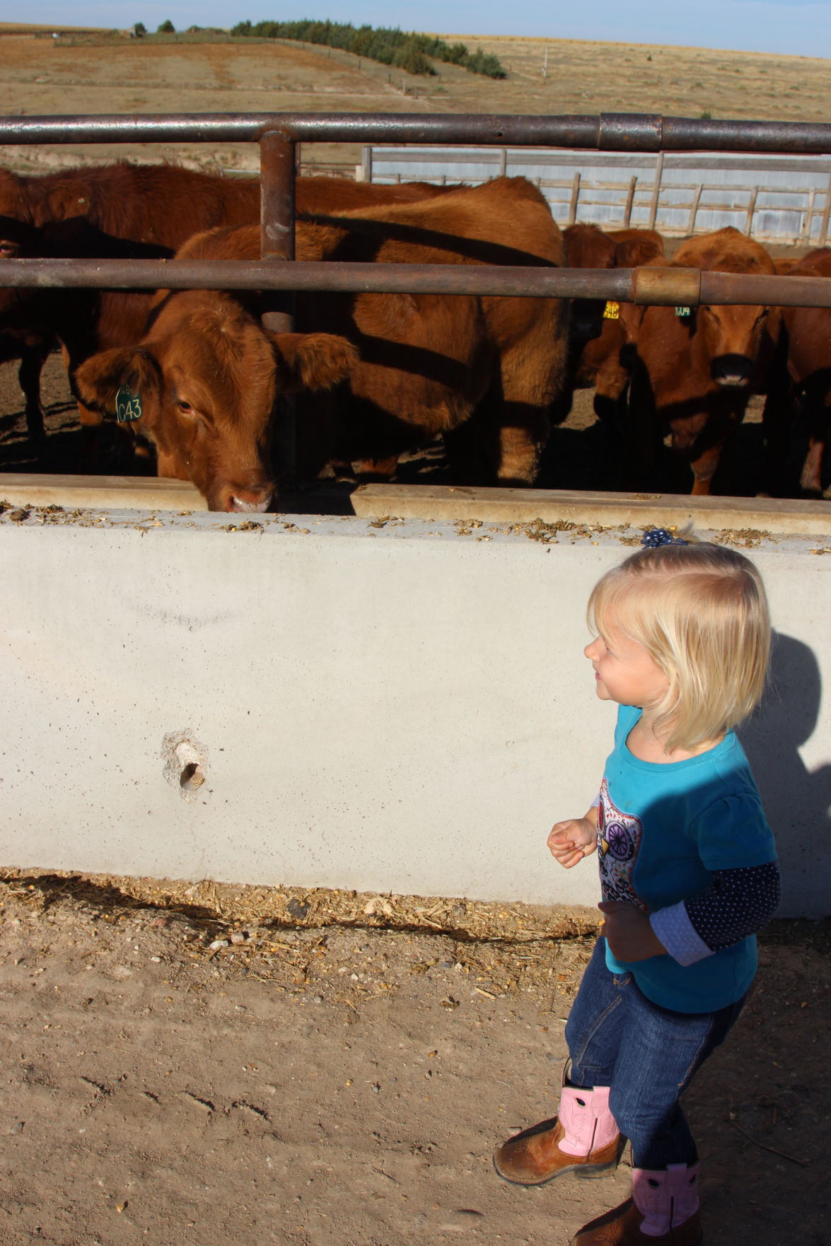 Macy Wasson, 2, likes to see the calves on feed at her family’s ranch, Prairie Dog Creek Cattle Co., Dresden, Kansas. This one was a family project that went to the county fair with her older brother Mitchell and older sister Michaela. Their parents Michael and Kelly Wasson say they feel blessed to have the opportunity to raise their children in a rural environment and around livestock, just like they were raised. (Journal photo by Jennifer M. Latzke.)
