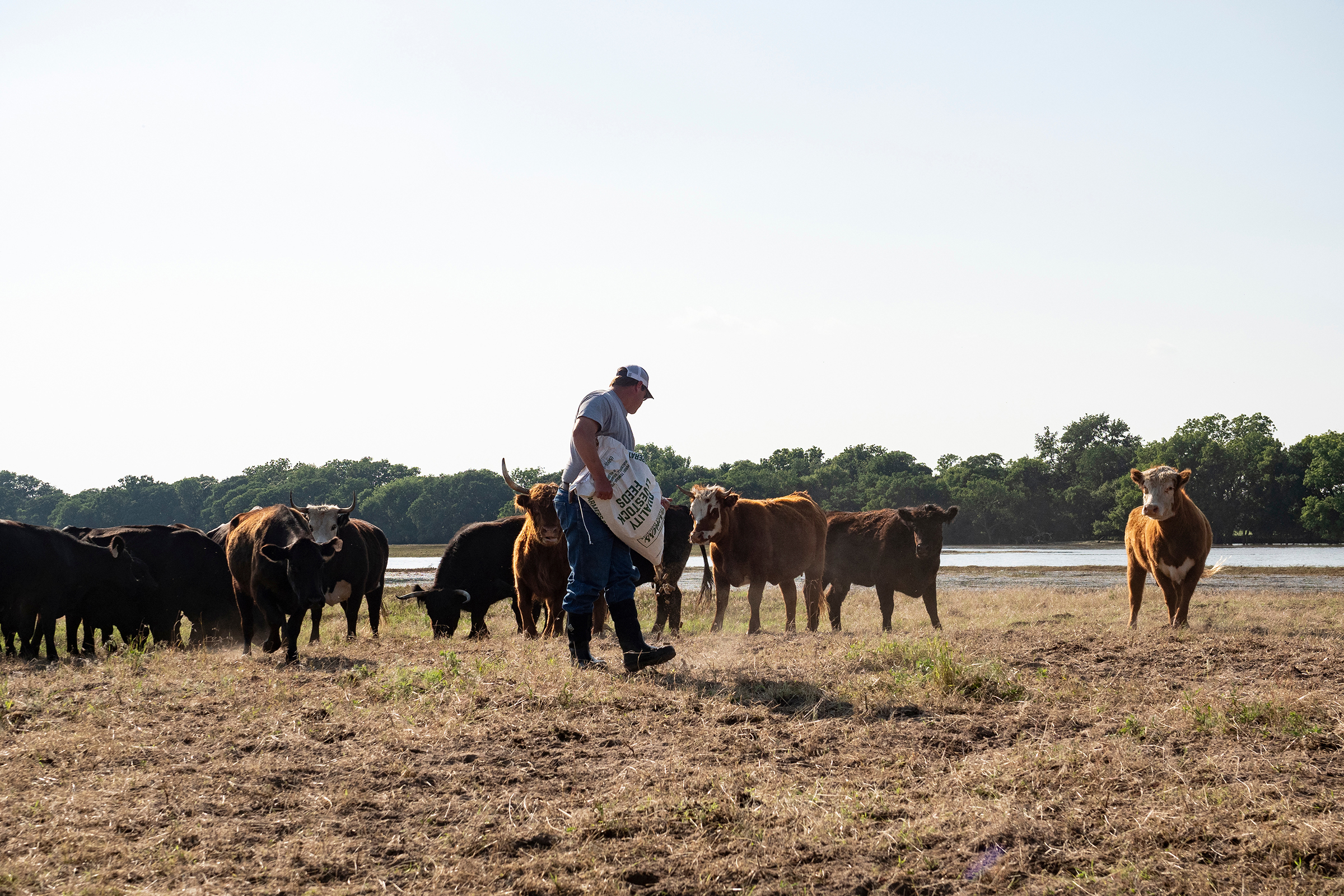 Cattle producers should adjust their feed supplementation programs to ensure a cow grazing native rangeland receives an average of 3.3 pounds of protein per day. (Photo by Todd Johnson, OSU Agriculture.)
