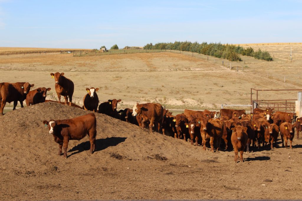 A group of Red Angus-influenced calves starts out on feed at the Prairie Dog Creek Cattle Co., Dresden, Kansas. These calves are the result of the continuation of the work began by Merlin and Bonnie Anderson, by Michael and Kelly Wasson who bought the Andersons' cow-calf ranch. The Wassons not only bought the ranch, but they continue to maintain a mentoring relationship with the Andersons, something that’s helped both couples transition into and out of the business. (Journal photo by Jennifer M. Latzke.)