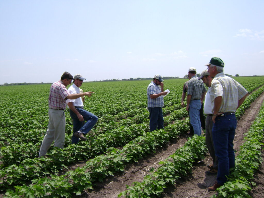 Members of the Texas Boll Weevil Eradication Foundation’s technical committee tour a cotton field with Texas A&M AgriLife entomologists. (Courtesy photo.)