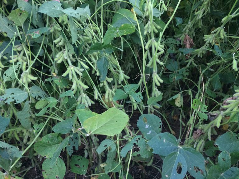 Soybean farmers in many parts of the High Plains have dealt with weather extremes in 2023. (Journal photo by Tim Unruh.)