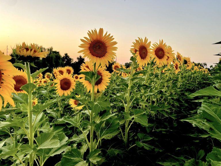 Sunflowers (Photo courtesy of Amberlyn Brown.)