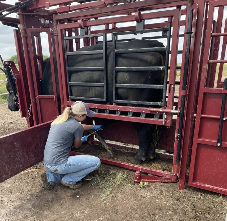 Tonia Miller, Sandhills Veterinary Services, pulls a sample on a bull to test for trichomoniasis. (Journal photo by Jennifer Theurer.)