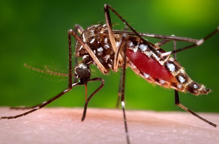 The yellow fever (Aedes aegypti) mosquito, one of two species connected to Zika, is not commonly found in Oklahoma. (Photo courtesy of CDC/James Gathany.)