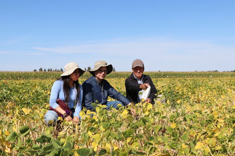 In a dry edible bean plot at the University of Nebraska-Lincoln Panhandle Research Extension and Education Center-Mitchell Lab, Maria Alvarado, UNL graduate student, left, Kainyon Tay, head of the legume program in Chile, and Carlos Urrea, UNL dry bean breeder, look for desirable bean plants. (Photo by Chabella Guzman.)
