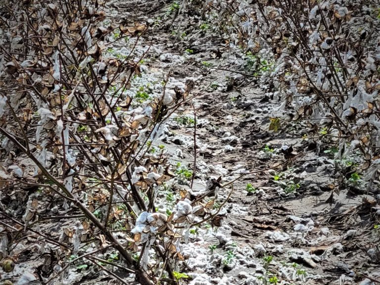 Rain and hail were extremely detrimental to cotton crops in the High Plains. (Texas A&M AgriLife photo by Laura McKenzie)