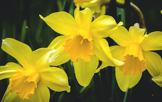 Plant bulbs this fall to grow daffodils and other colorful flowers next spring. (Kansas State Unviersity Research and Extension.)