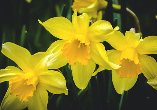Plant bulbs this fall to grow daffodils and other colorful flowers next spring. (Kansas State Unviersity Research and Extension.)