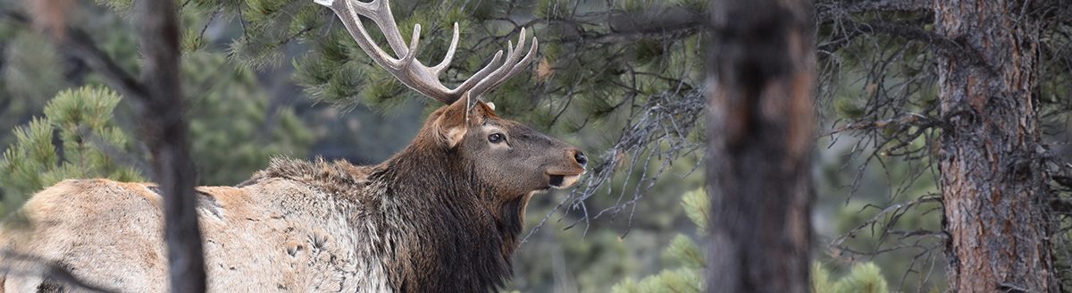 Bull elk. (Photo courtesy of Wayne D. Lewis, Colorado Parks and Wildlife.)