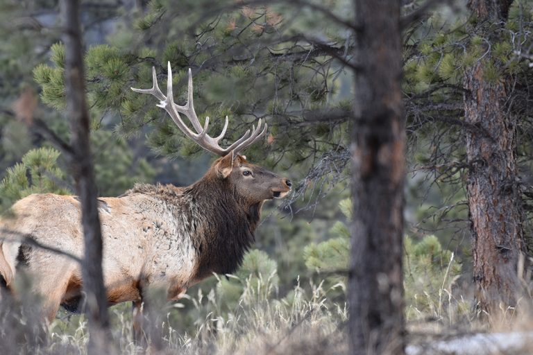 Bull elk. (Photo courtesy of Wayne D. Lewis, Colorado Parks and Wildlife.)