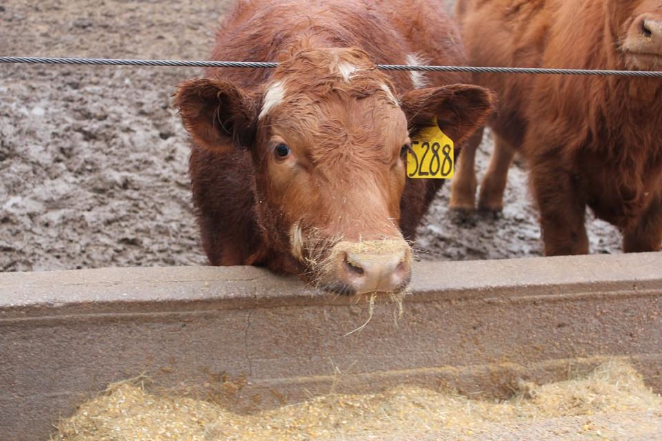 Cattle make fewer trips to the feedbunk during muddy conditions, which results in lower feed intake. (Courtesy photo by Troy Walz.)