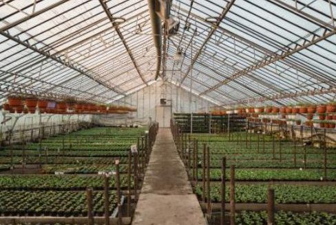 Inside of a greenhouse. (Photo courtesy of Iowa State University Extension and Outreach.)