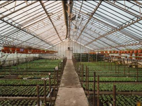 Inside of a greenhouse. (Photo courtesy of Iowa State University Extension and Outreach.)