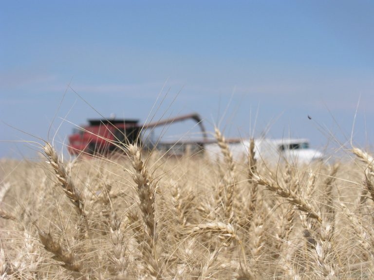 Wheat harvest. (Journal stock photo)