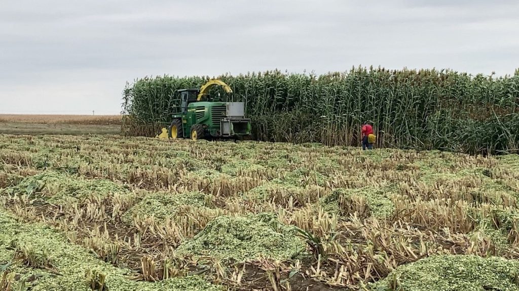 Exploring New Sorghum Cultivars’ Potential As A Forage Crop - High ...