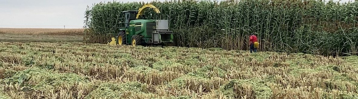 Harvesting a sorghum field for yield trials conducted each year by Iowa State to evaluate biomass yield for hundreds of new hybrids. (Photo courtesy of Maria Salas-Fernandez)