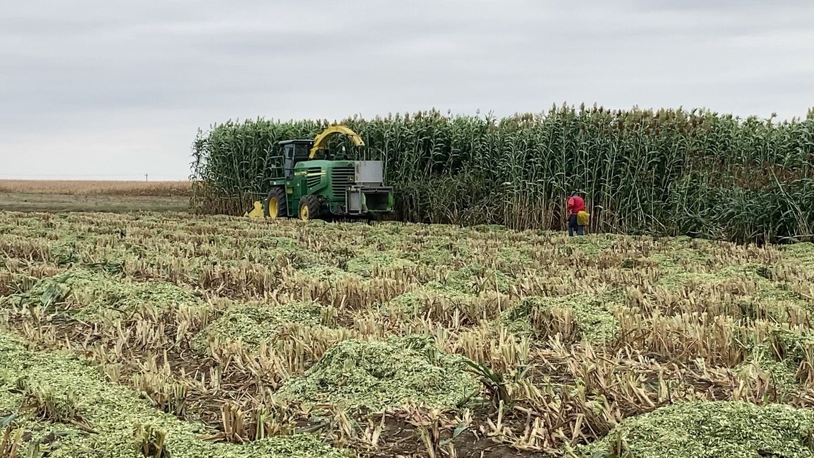 Harvesting a sorghum field for yield trials conducted each year by Iowa State to evaluate biomass yield for hundreds of new hybrids. (Photo courtesy of Maria Salas-Fernandez)